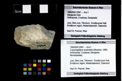 Foto (Objekt + Etikett) von Cracensigillatus acutirostris (Moericke, 1889)  (NHMW-GEO-1990-0041-2997)